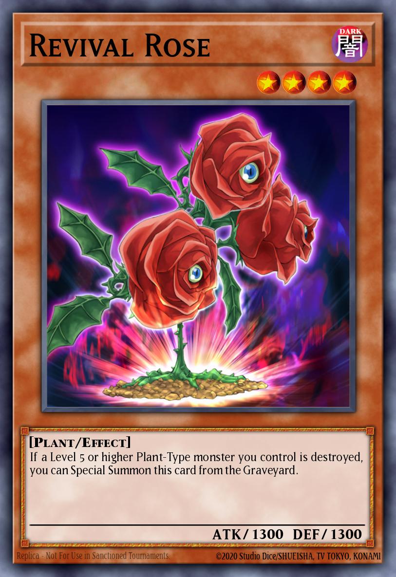 Revival Rose TSHD-EN016 – The Shining Darkness